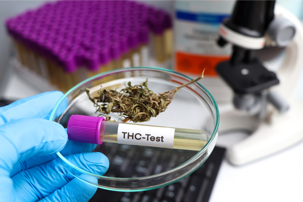 THC urine tests are most common for checking how long weed stays in your system.